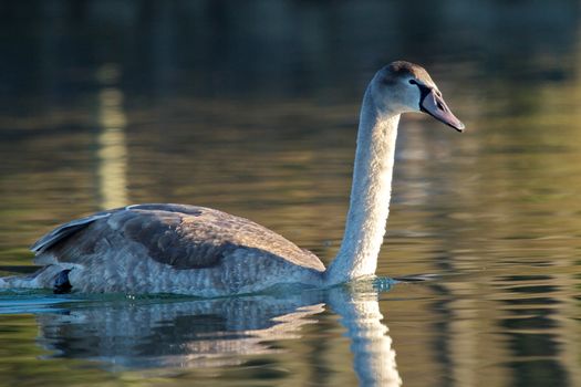 One young mute swan floating quietly on brown water