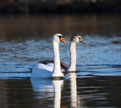 One mute swan and baby floating quietly on blue water