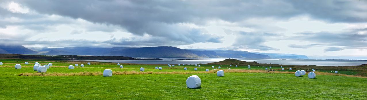 Hay bales in white plastic on the meadow. Iceland. Panorama