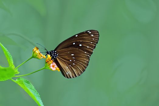 Butterfly rest in the grass  leaves