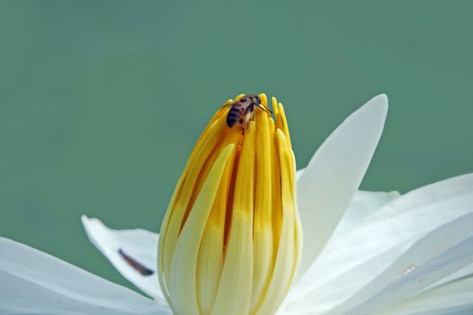 Purple or white water lily flower closeup