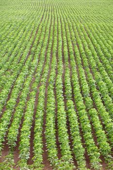Agricultural field with rows of plants