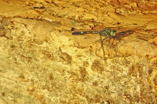 Dragonfly rest on the rocks