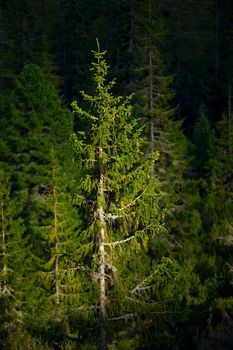 Tall pine tree in a deep forest