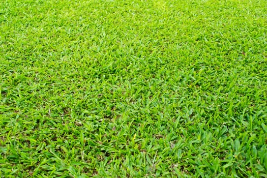 Green grass background texture