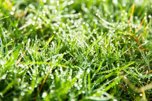 close up image of fresh spring green grass