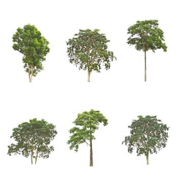 Set of trees on white background