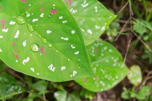 Green lotus or corbel background and fresh water drop on soft light.