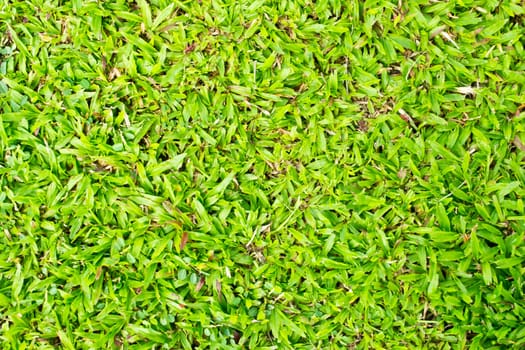 Grass and old wood background