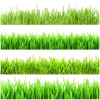 Fresh green grass isolated on white background