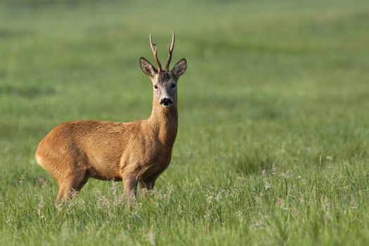 The buck deer in the wild, in the clearing.