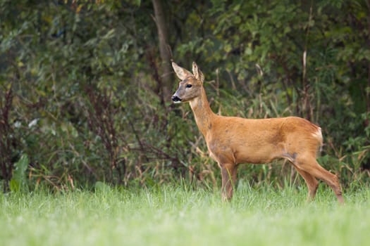 Roe-deer in the wild, in the forest.