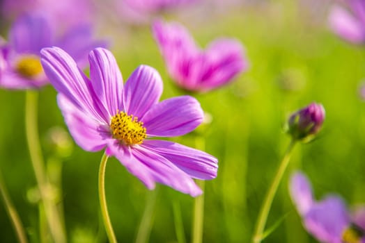 Purple cosmos flower in the garden5