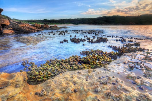 So the tide had washed out and an opportunity to photograph the cunjevoi, or sea squirts.  They are intertidal animals that attach themselves to tidal rocks and live off plankton by siphoning the sea water.  They squirt when stepped on or disturbed  Focus to foreground