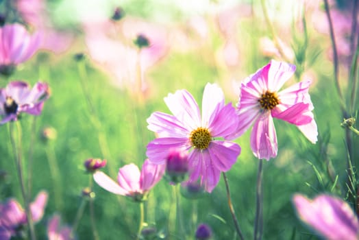 Purple cosmos flower in the garden9