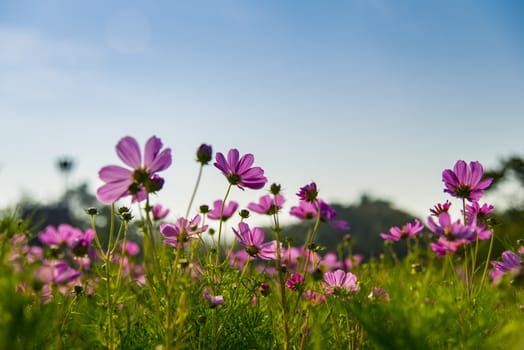 Pink cosmos flower in with blue sky6