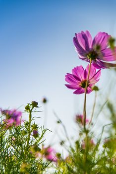 Pink cosmos flower in with blue sky3
