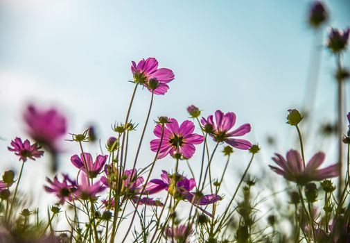 Pink cosmos flower in with blue sky1