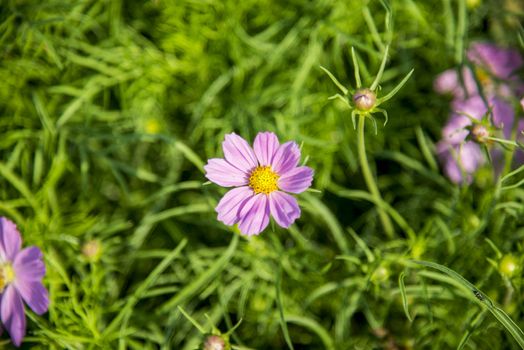 Purple cosmos flower on the green grass2