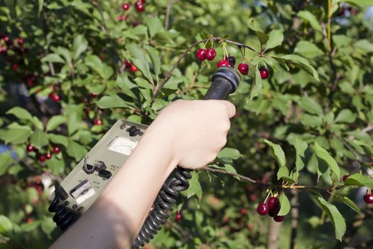 Measuring radiation levels of fruits