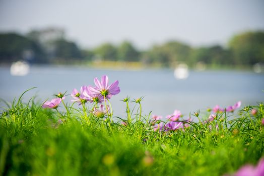 Purple cosmos flower in the park1