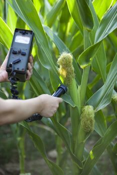 Measuring radiation levels of corn