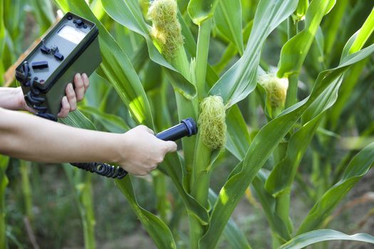 Measuring radiation levels of corn