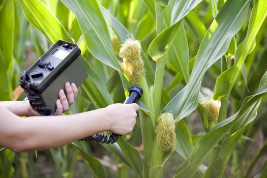 Measuring radiation levels of maize