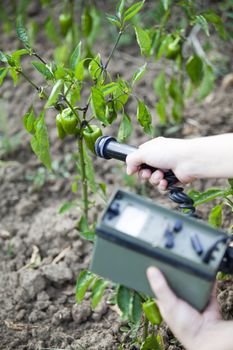 Measuring radiation levels of green peppers