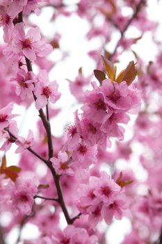 Spring flowers on tree branches