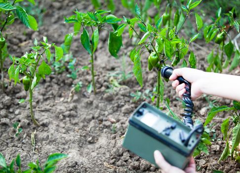 Measuring radiation levels of green peppers