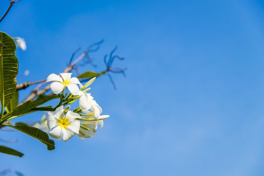 White plumeria flower with blue sky3