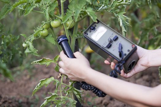 Measuring radiation levels of tomato