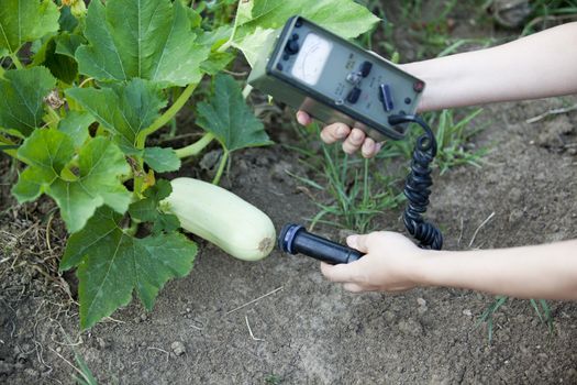 Measuring radiation levels of zucchini