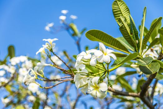 White plumeria flower with blue sky2