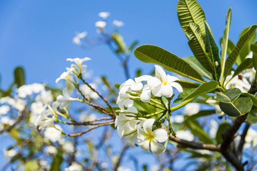 White plumeria flower with blue sky1