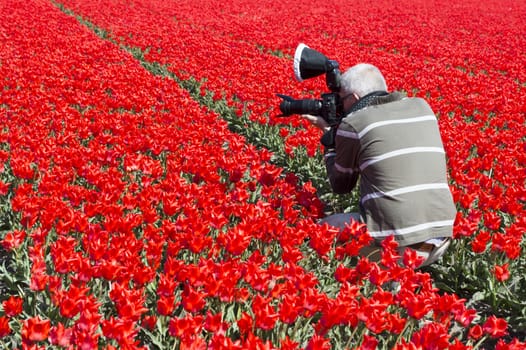 man making photos in red tulip field in holland