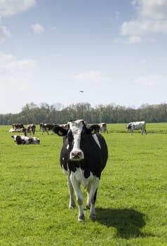 curieus cow looking at camera