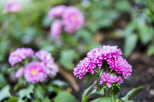 Pink gerbera flower in the garden