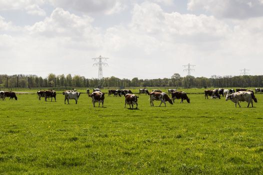 group grazing cow on green grass in holland