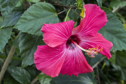 red hybiscus flower and green plants in nature