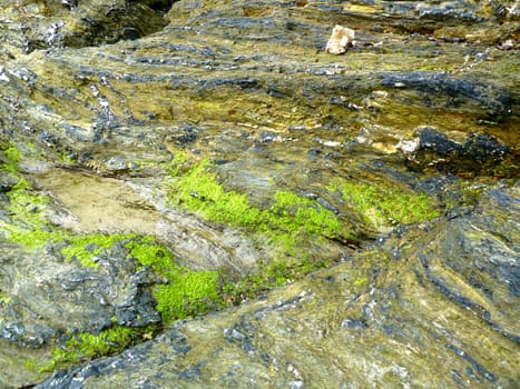 Bright green sea moss on rocks at the beach