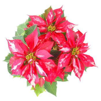 Euphorbia Pulcherrima aka Christmas Star or Poinsettia flower isolated over white background useful for greeting cards