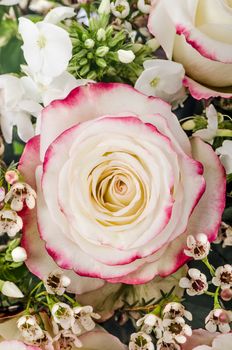 pink and white rose with chamelaucium