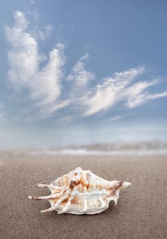 Sea background with seashell on the sandy beach
