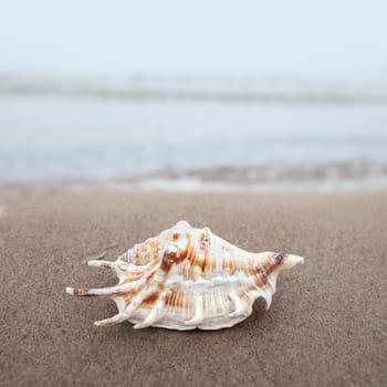 Sea background with seashell on the sandy beach