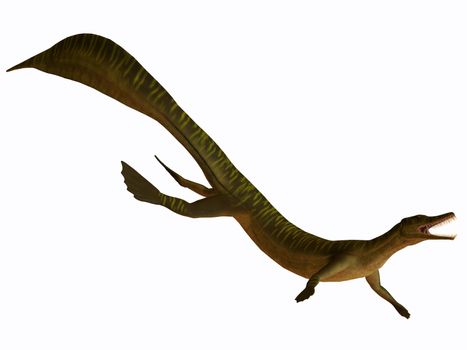 The Mesosaurus was an aquatic carnivorous marine reptile from the Early Permian of Africa and South America.