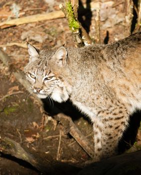 A Large Wild Cat walks around looking for moving prey