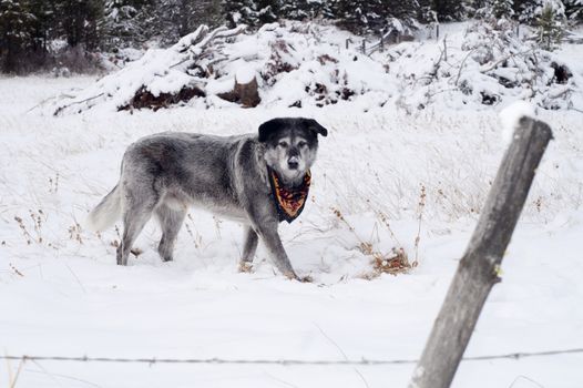 A Dog follows his instinct and locates prey under the snow in winter