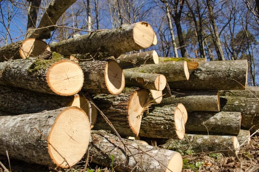 various size cut tree trunks logs body firewood stack in forest on background of blue sky. deforestation area in spring.